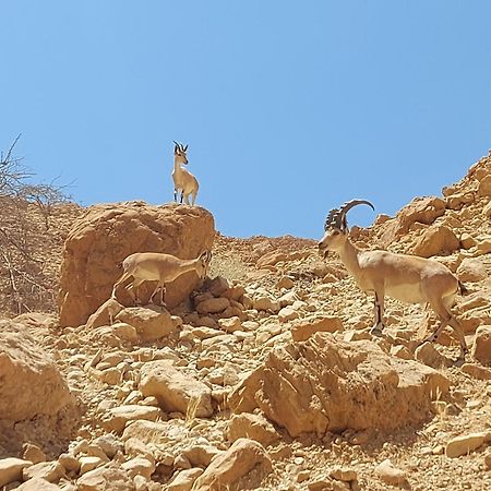 Unique&Warmy Place In The Dead Sea Avnat 외부 사진